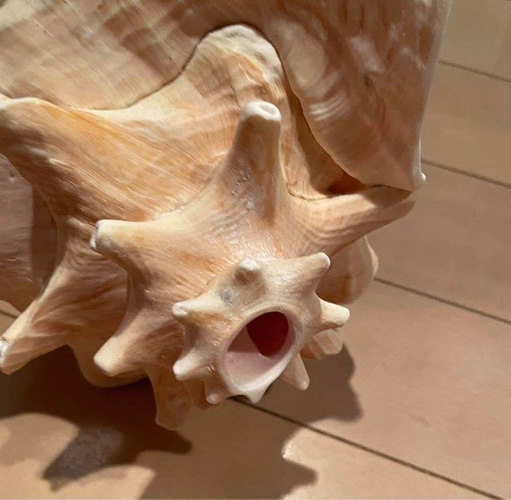 ピンク法螺貝 Amazon.co.jp: ピンク法螺貝 : 文房具・オフィス用品